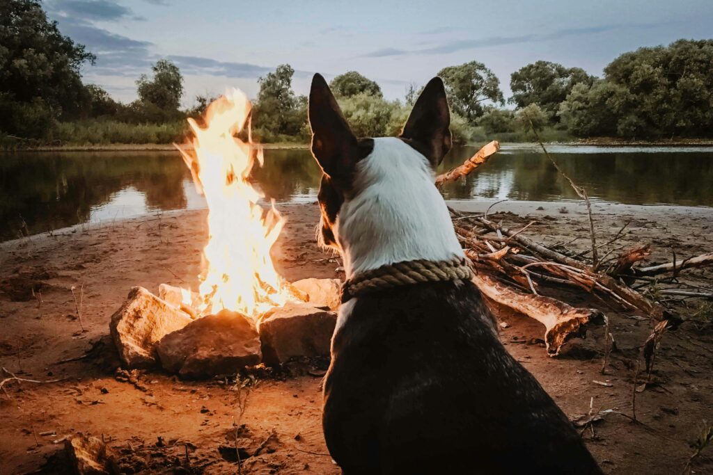 black and white dog looking at camp fire in front of lake