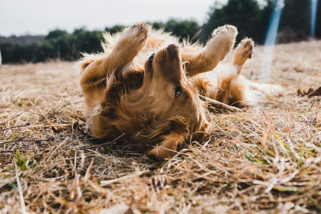 golden retriever stretching on back in field